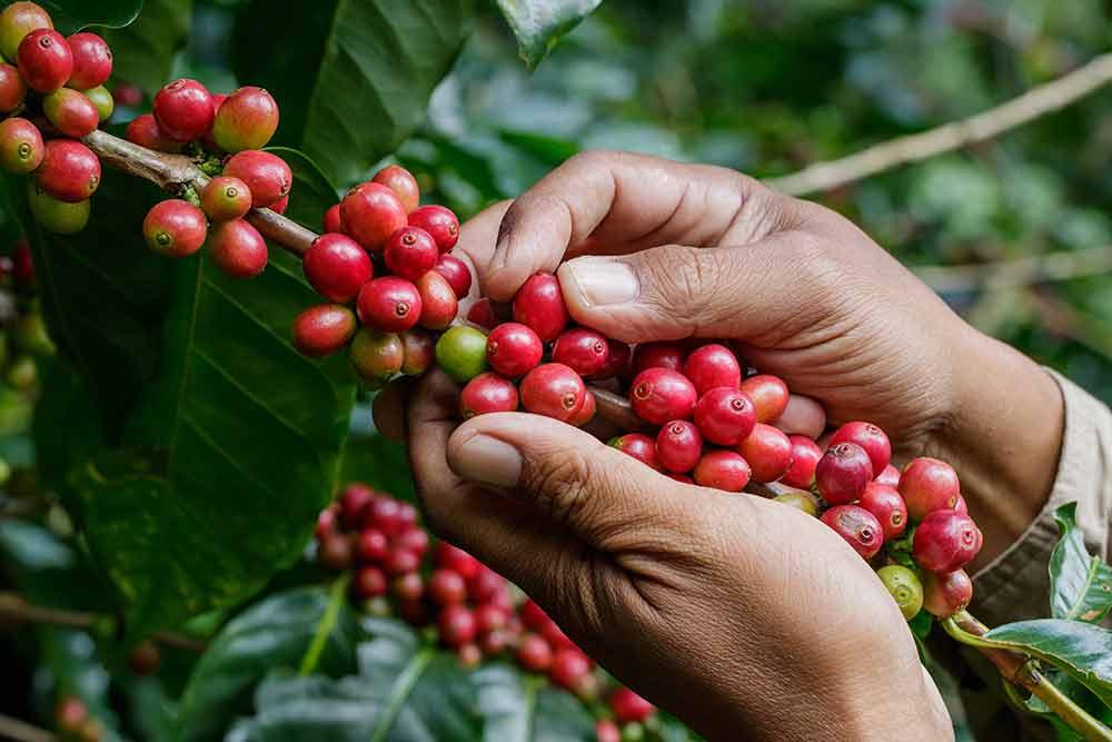 The First Wave of the Coffee Industry: A Historic Overview - Aperture Coffee