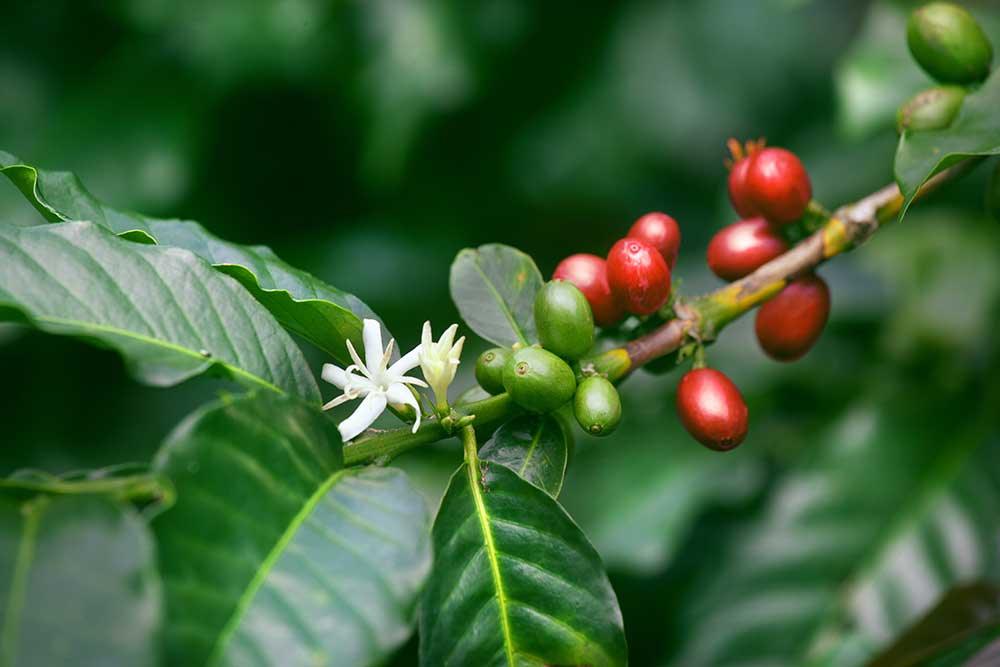 Growing Your Own Coffee Plant: A Beginner's Guide - Aperture Coffee